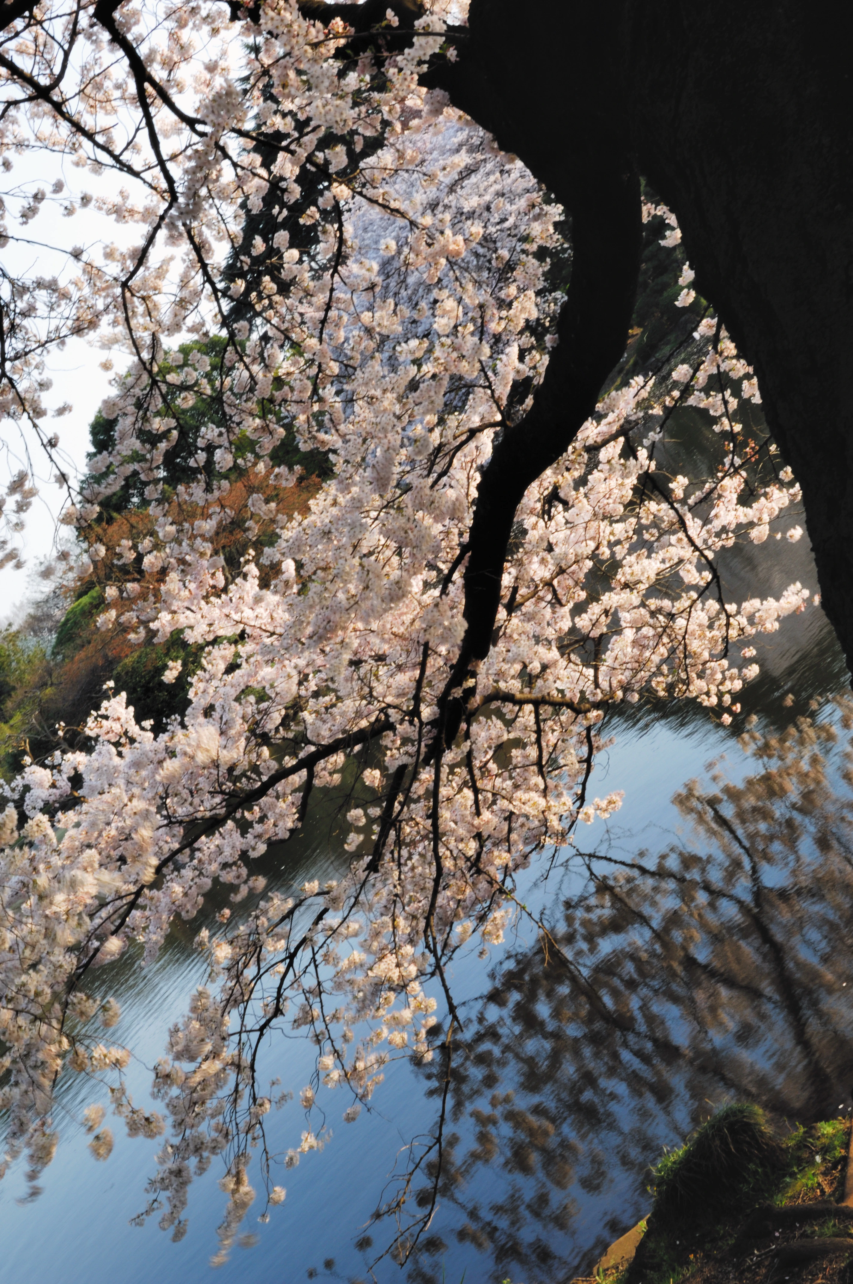 Weeping Cherry Blossoms by the Pond