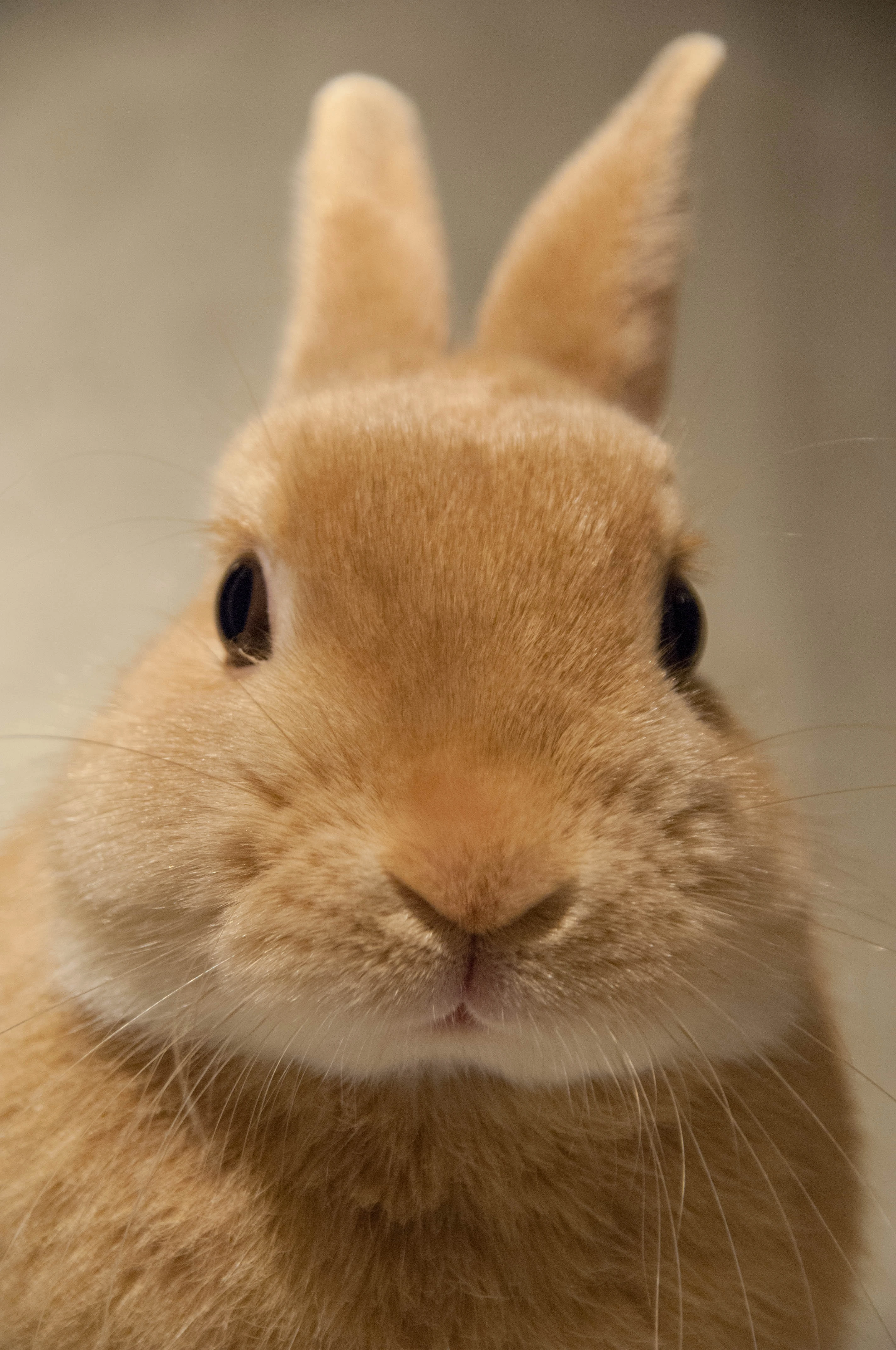 Curious Bunny Portrait