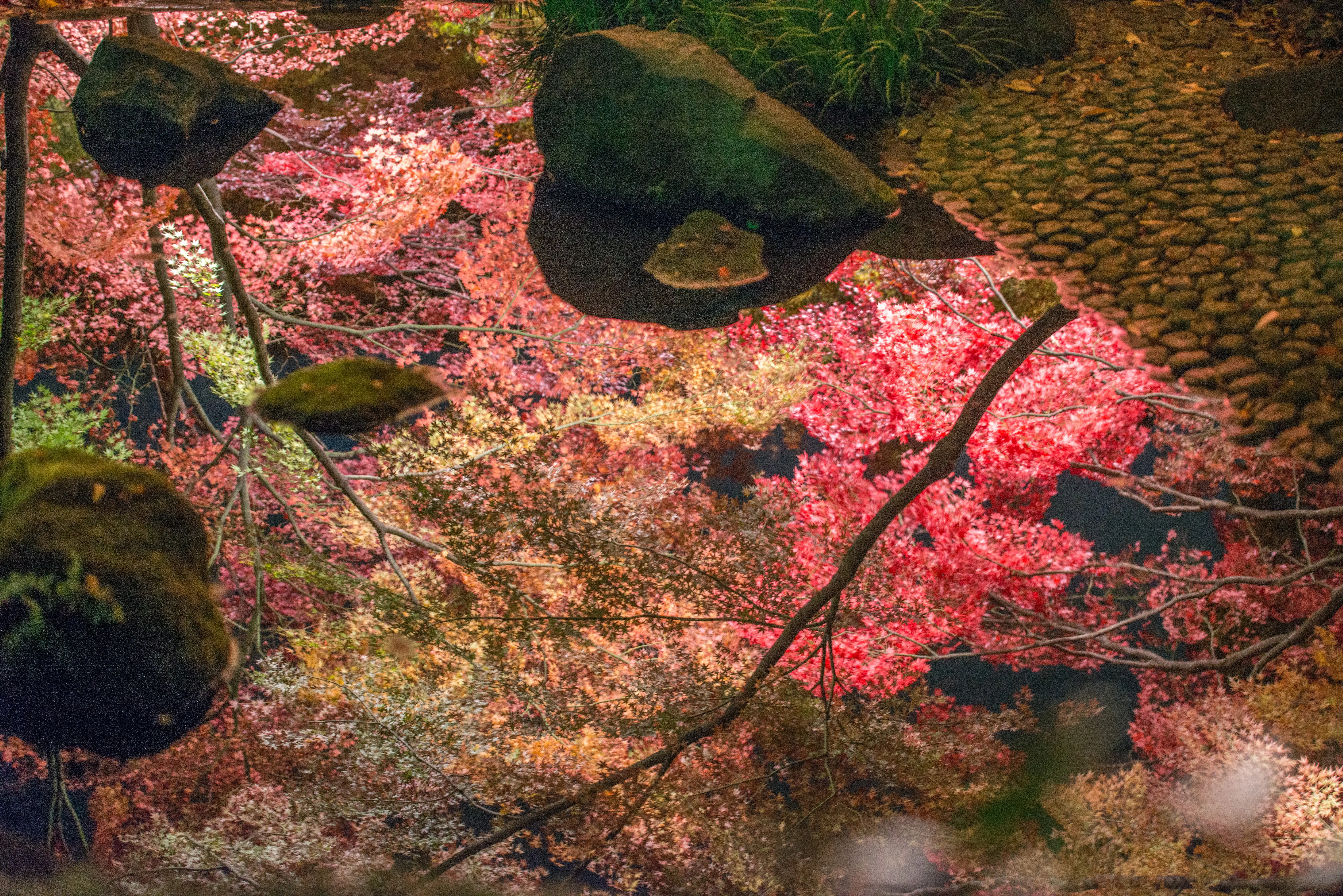 Autumn Maple Leaves Floating on Water