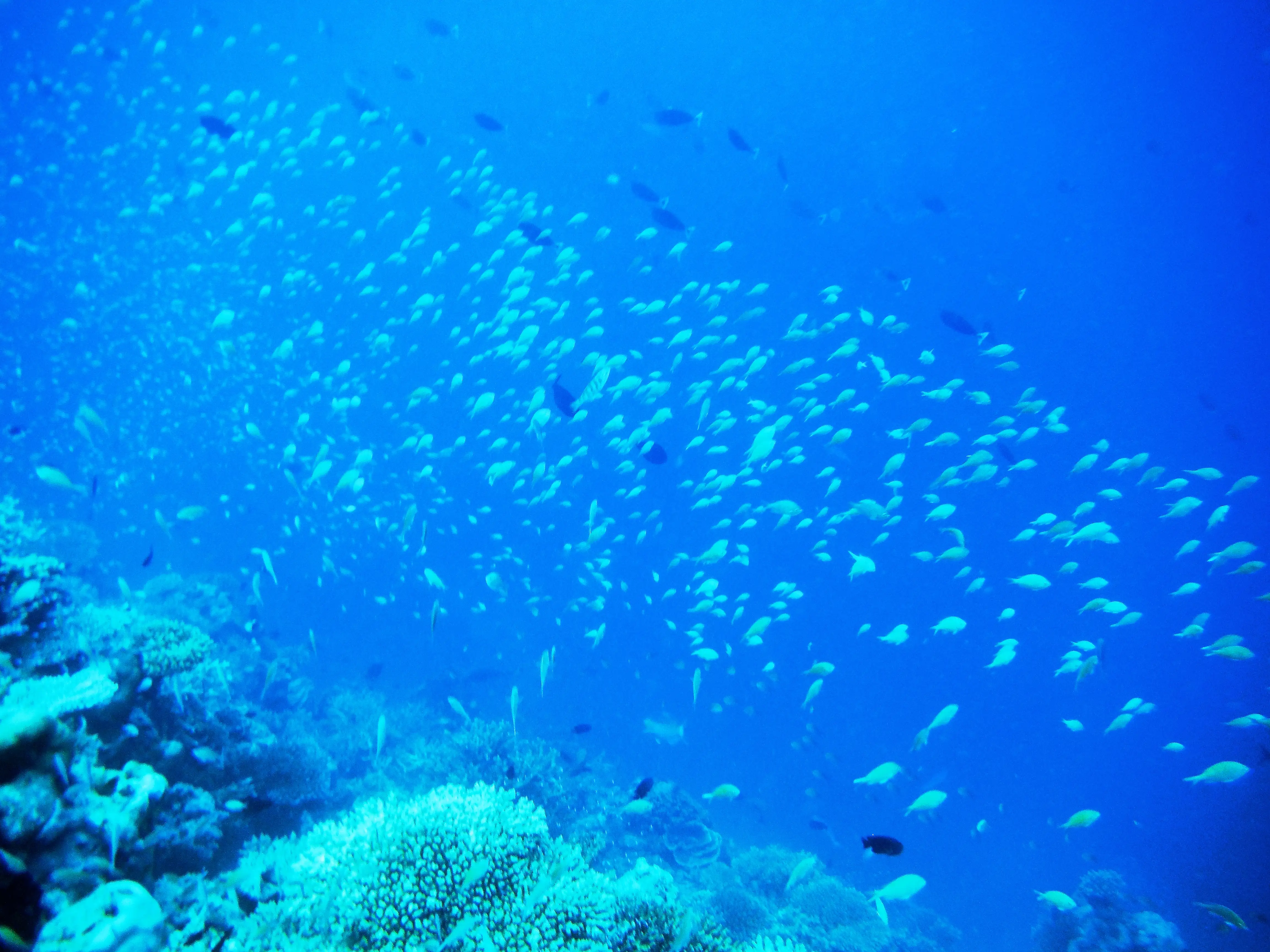 School of Fish in Maldives