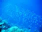 School of Fish in Maldives