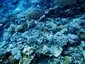 Coral Reef in Maldives