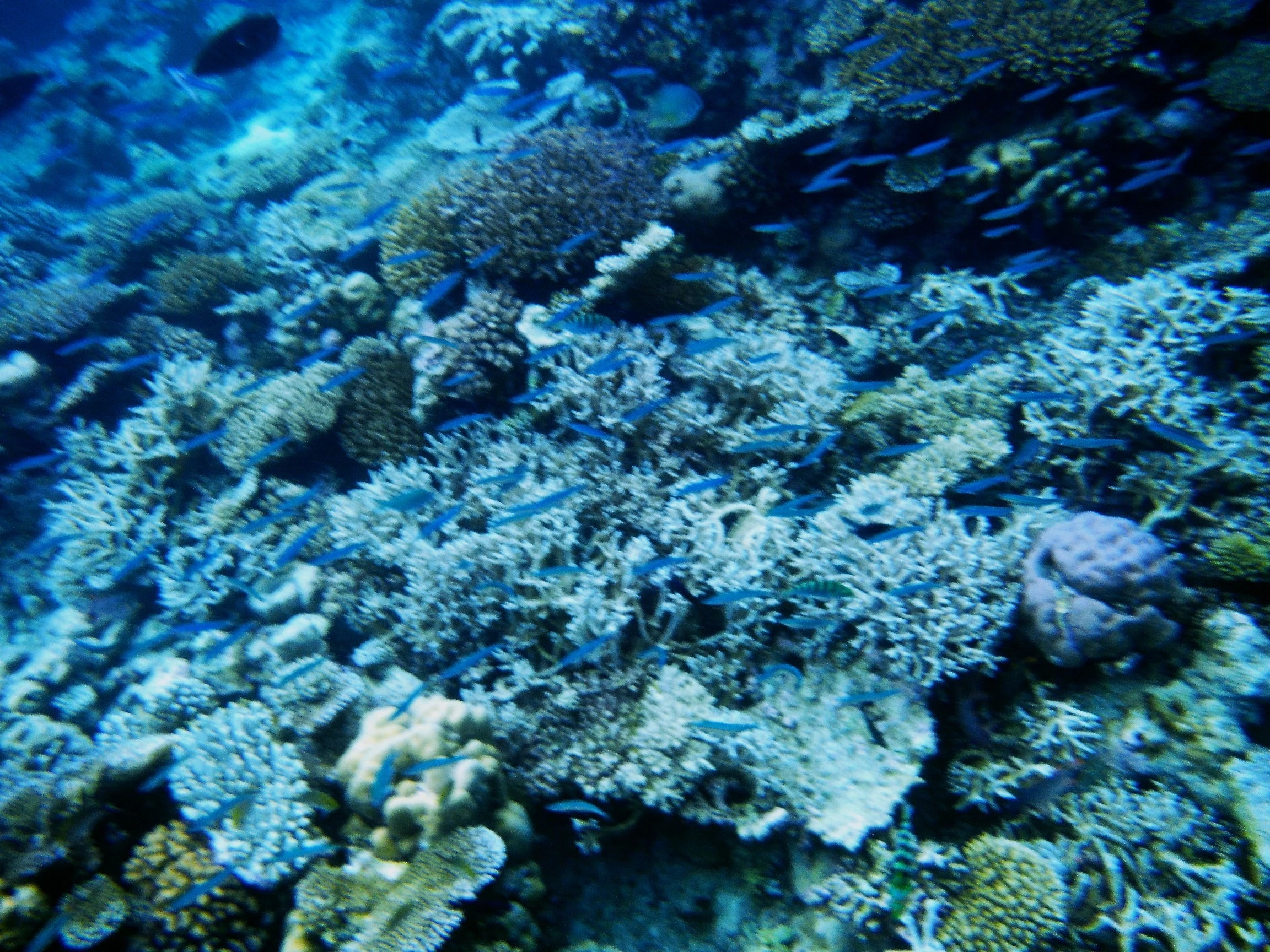 Coral Reef in Maldives