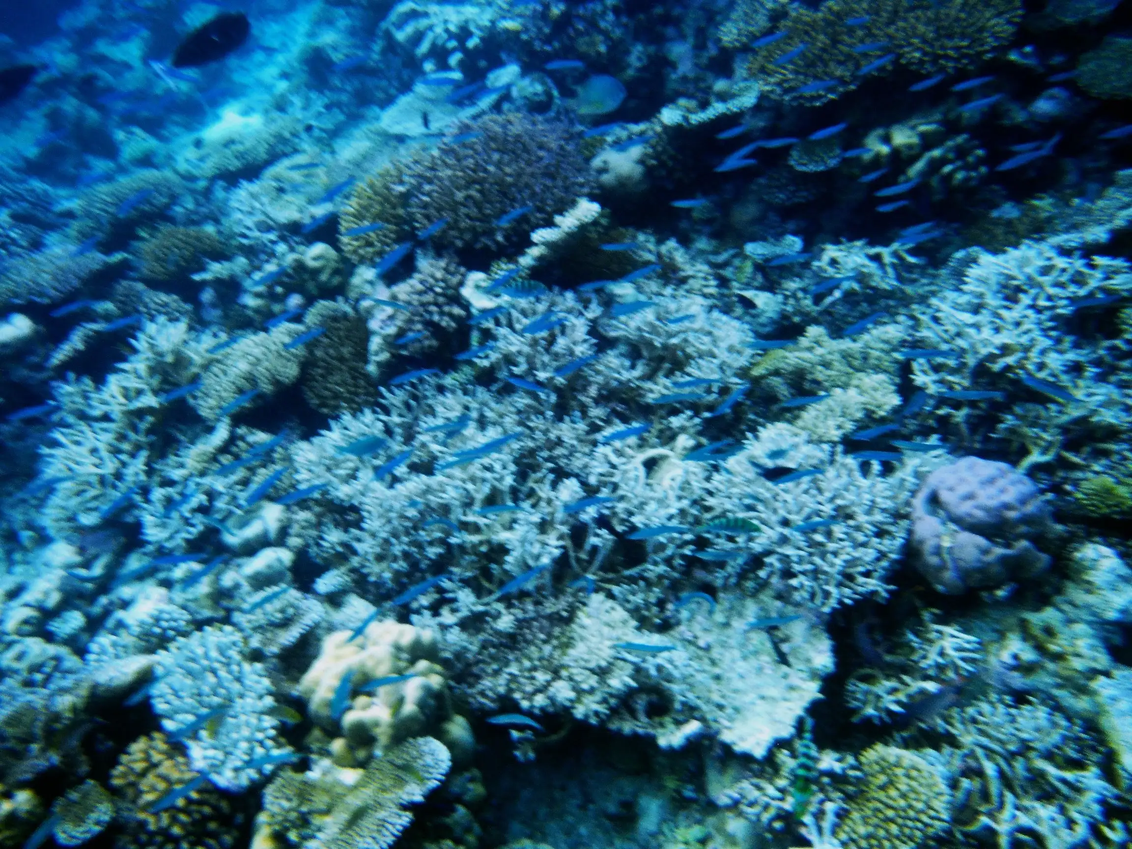 Coral Reef in Maldives