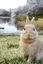 Curious Rabbit in the Park