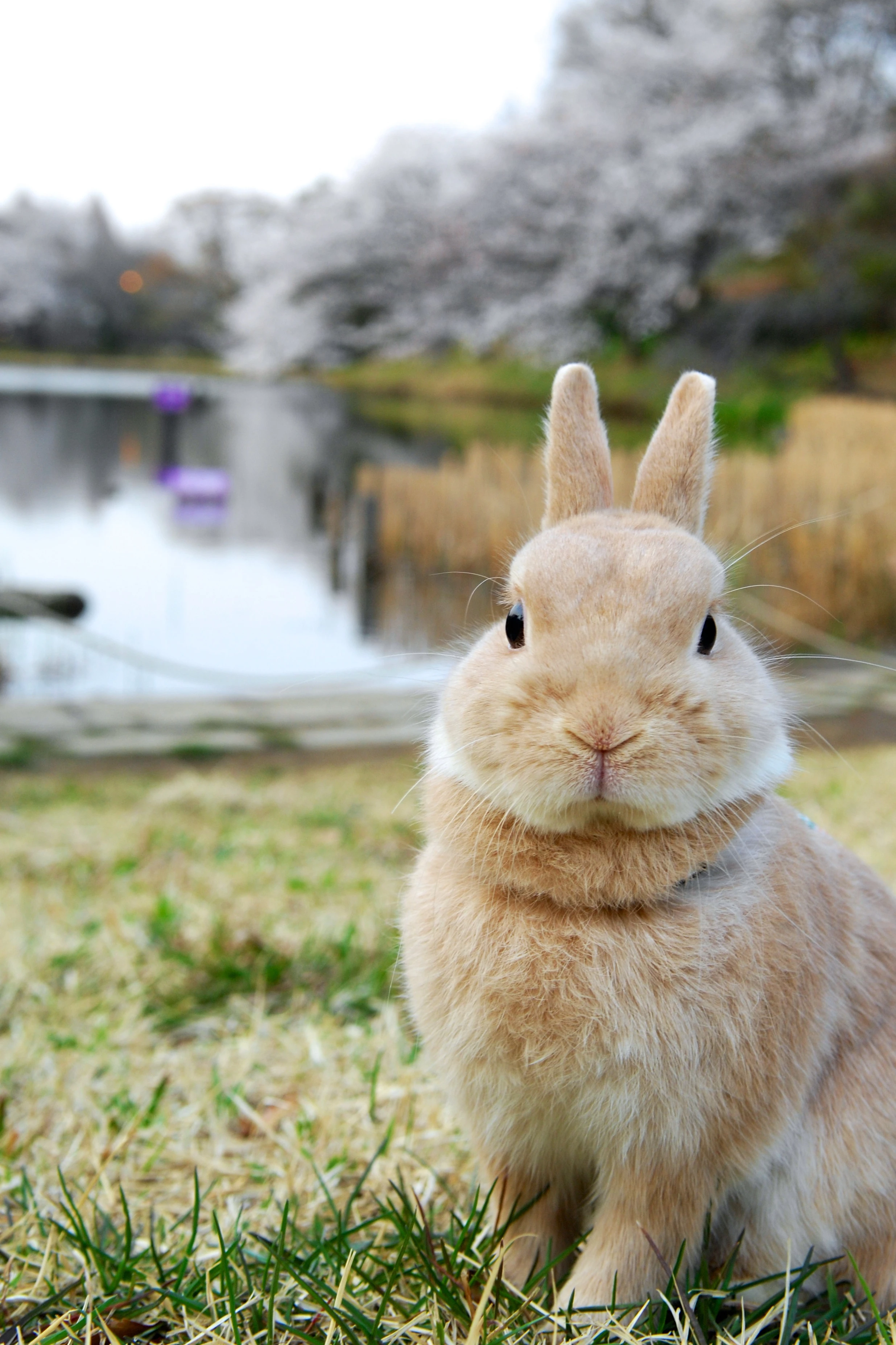 Curious Rabbit in the Park