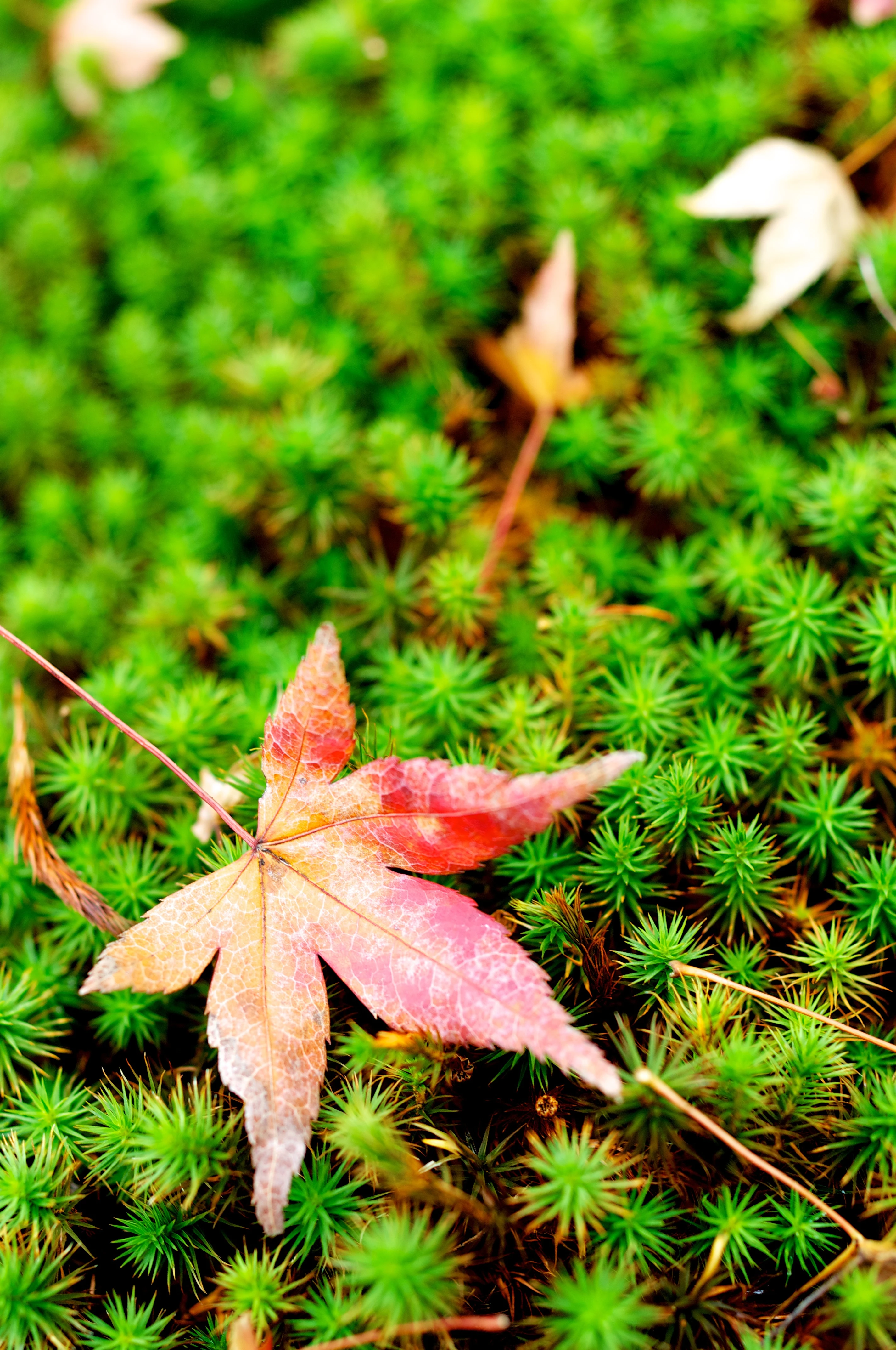 Japanese Pagoda in Autumn