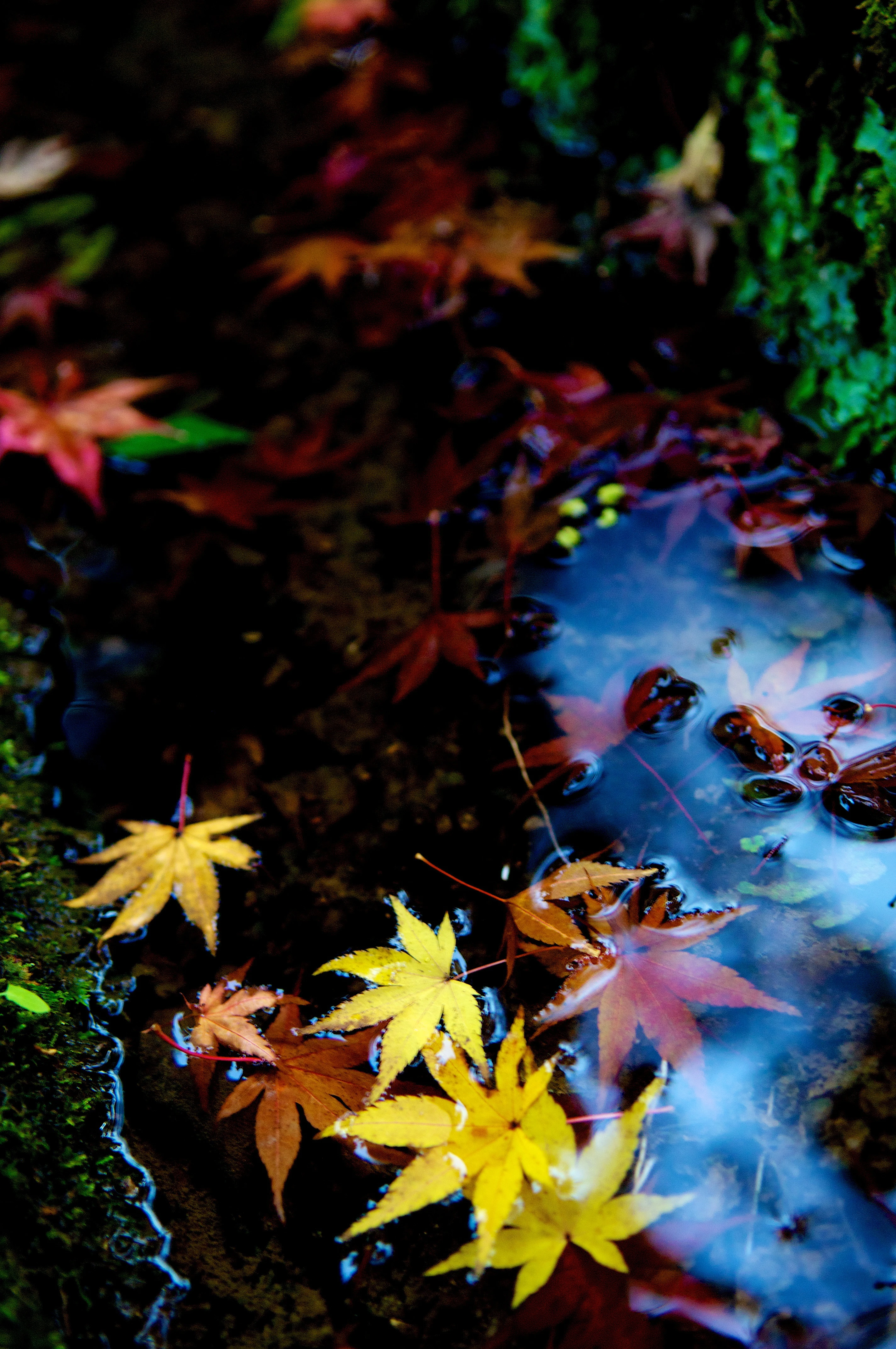Autumn Leaves on Water