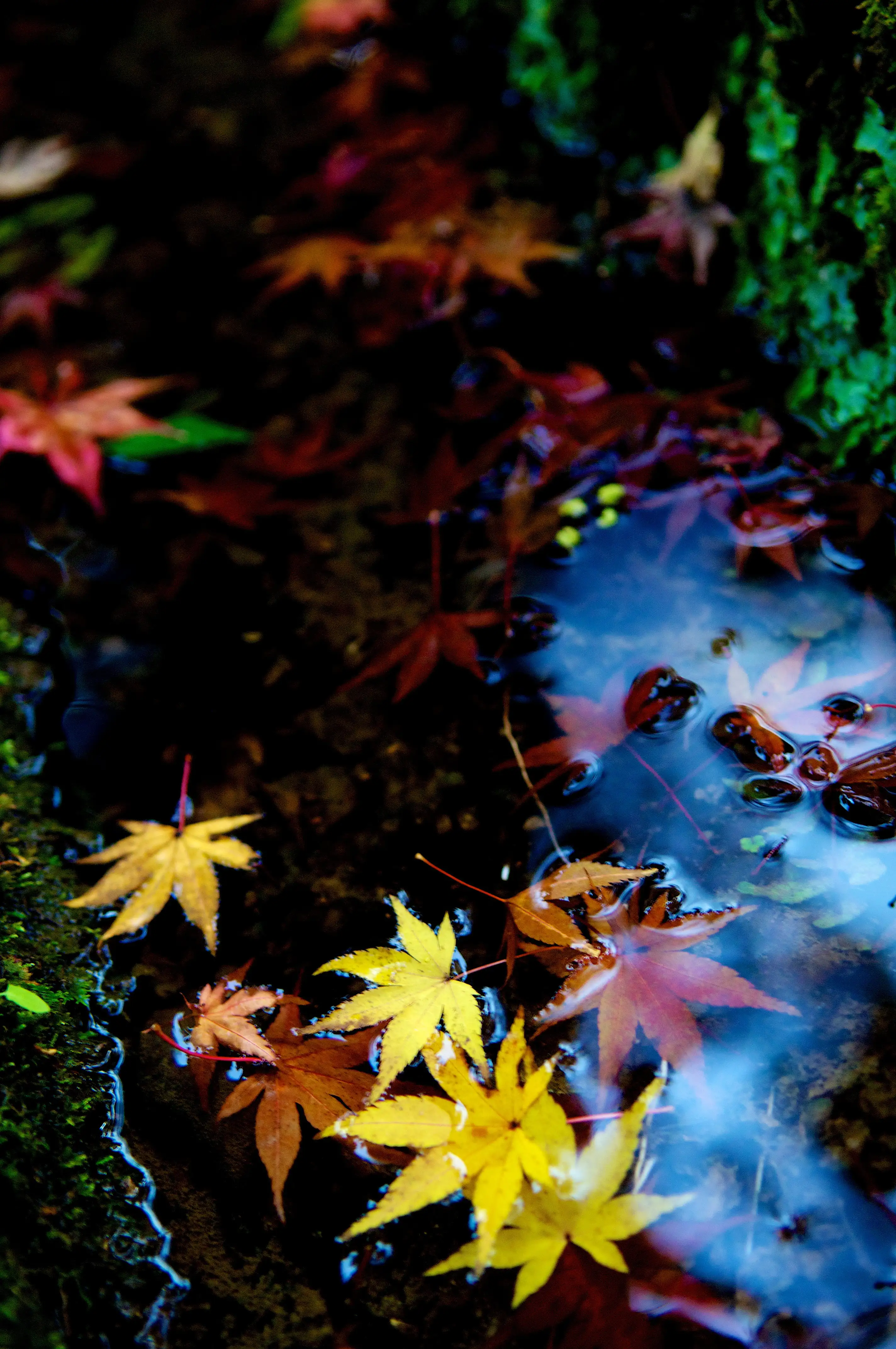 Autumn Leaves on Water