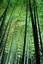 Illuminated Bamboo Forest at Night