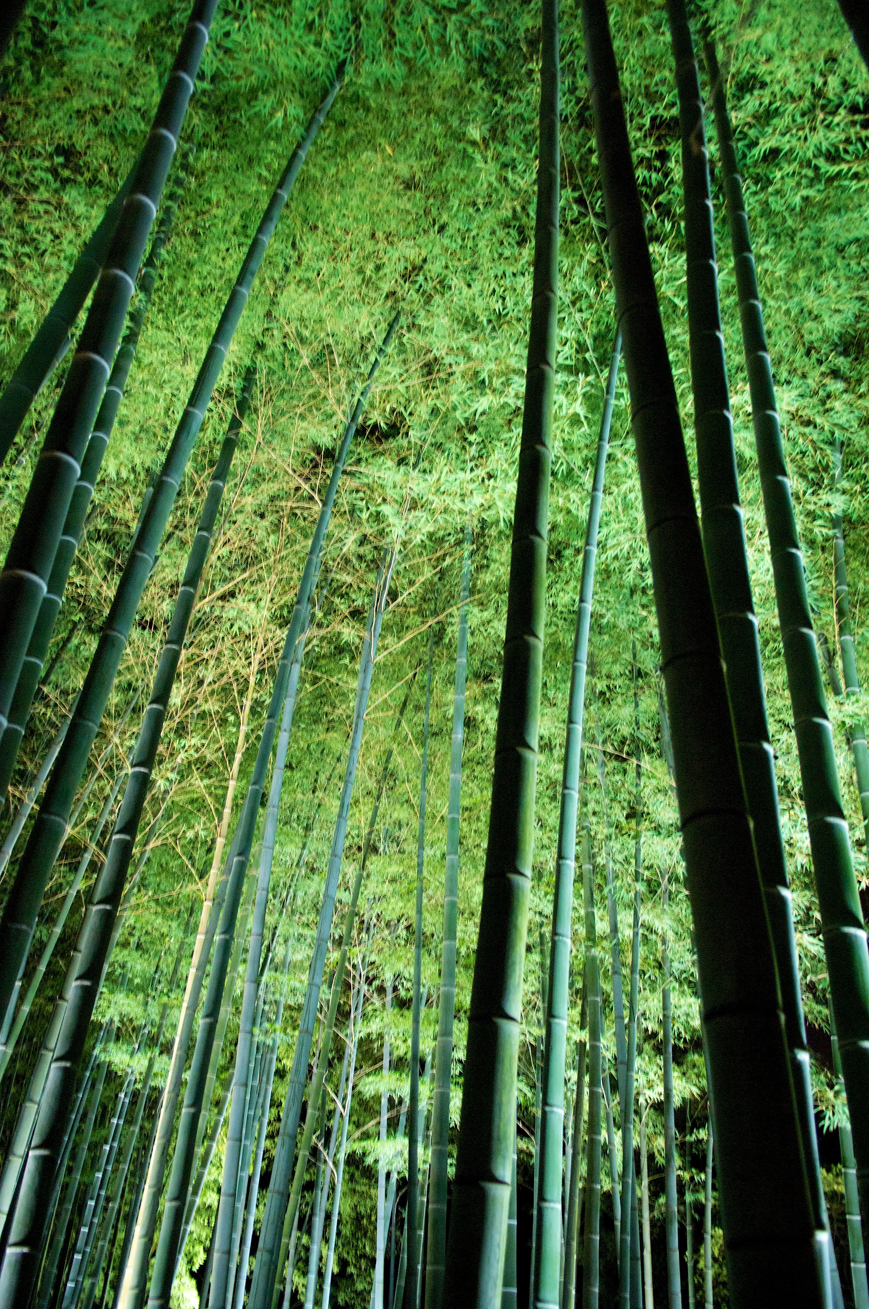 Illuminated Bamboo Forest at Night