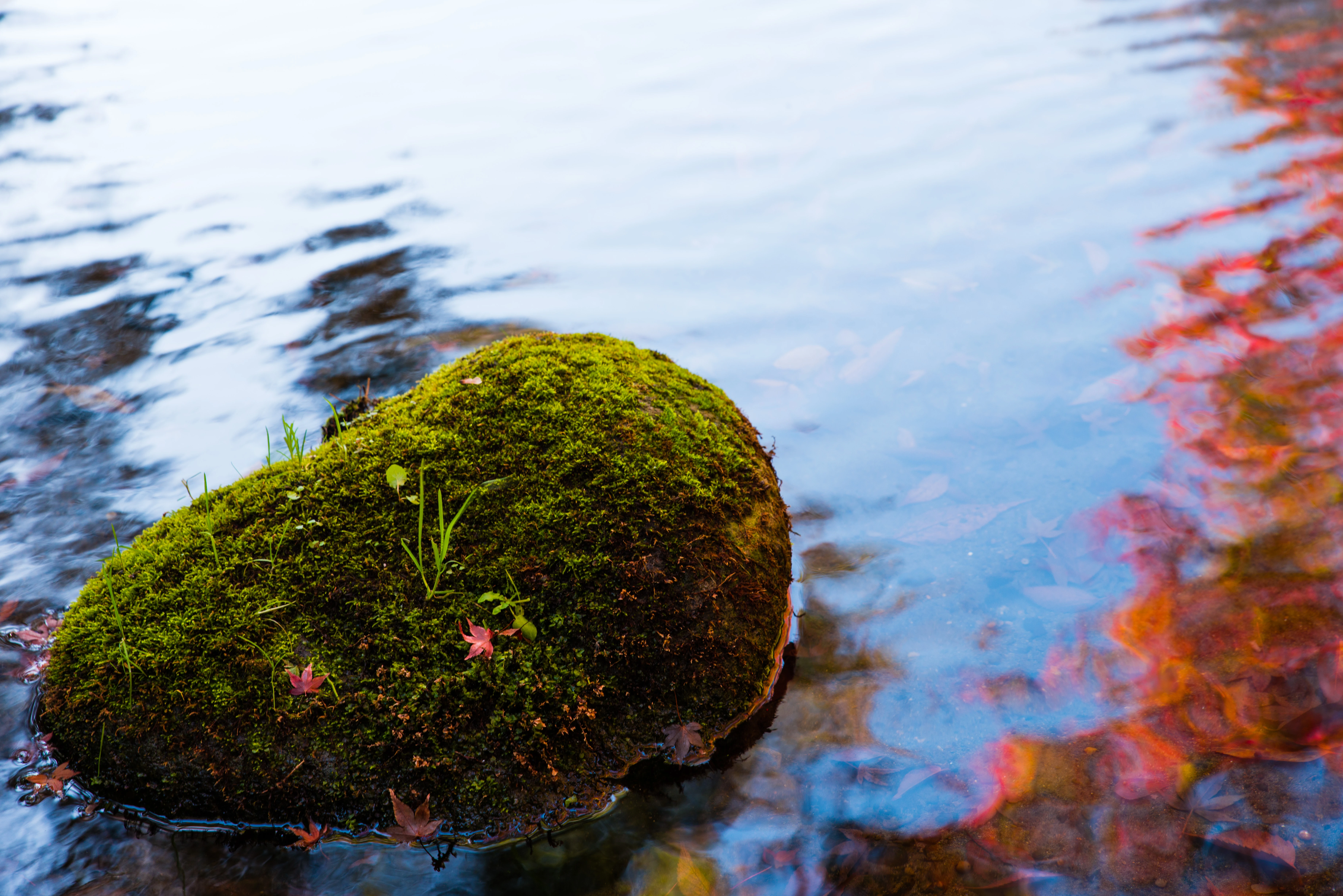 calm moss and water
