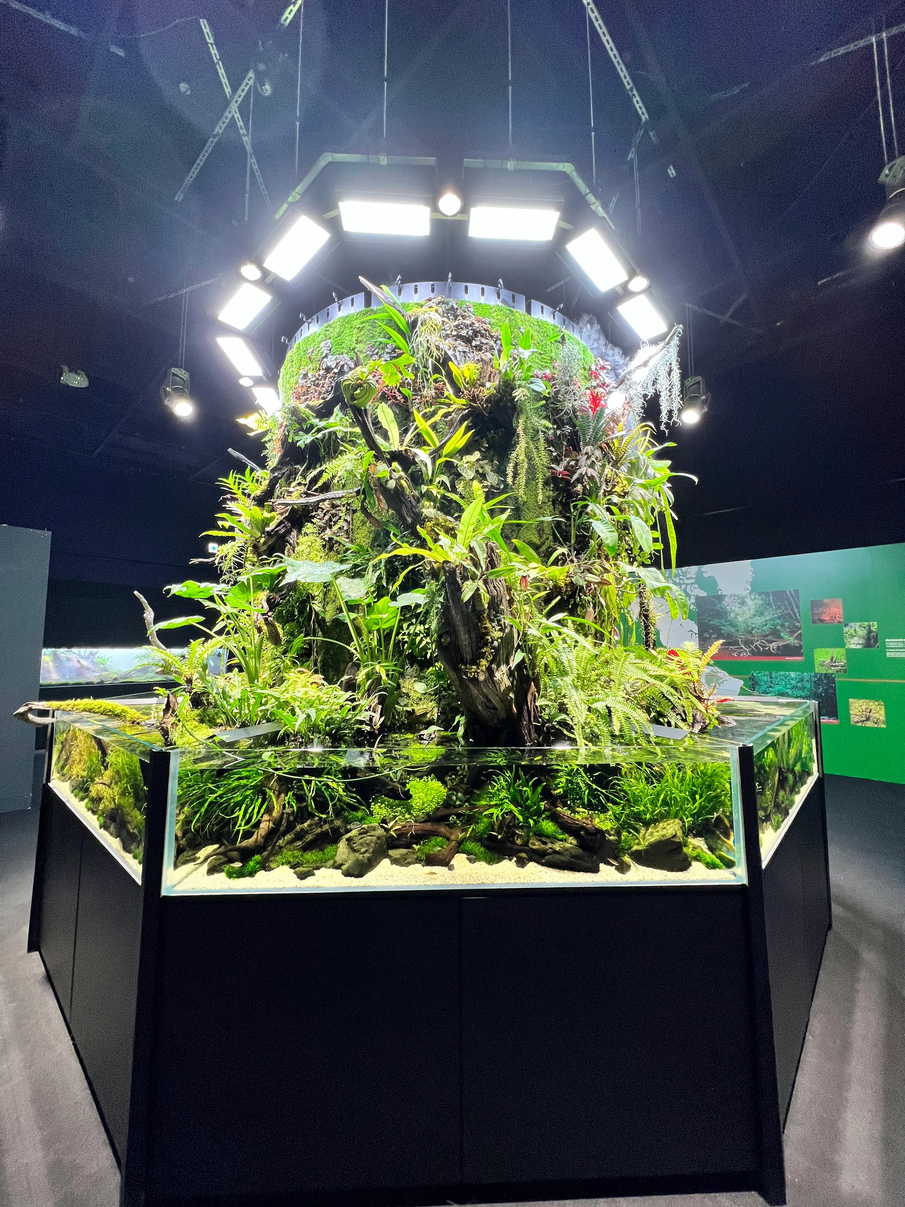 Aquarium Fish Display