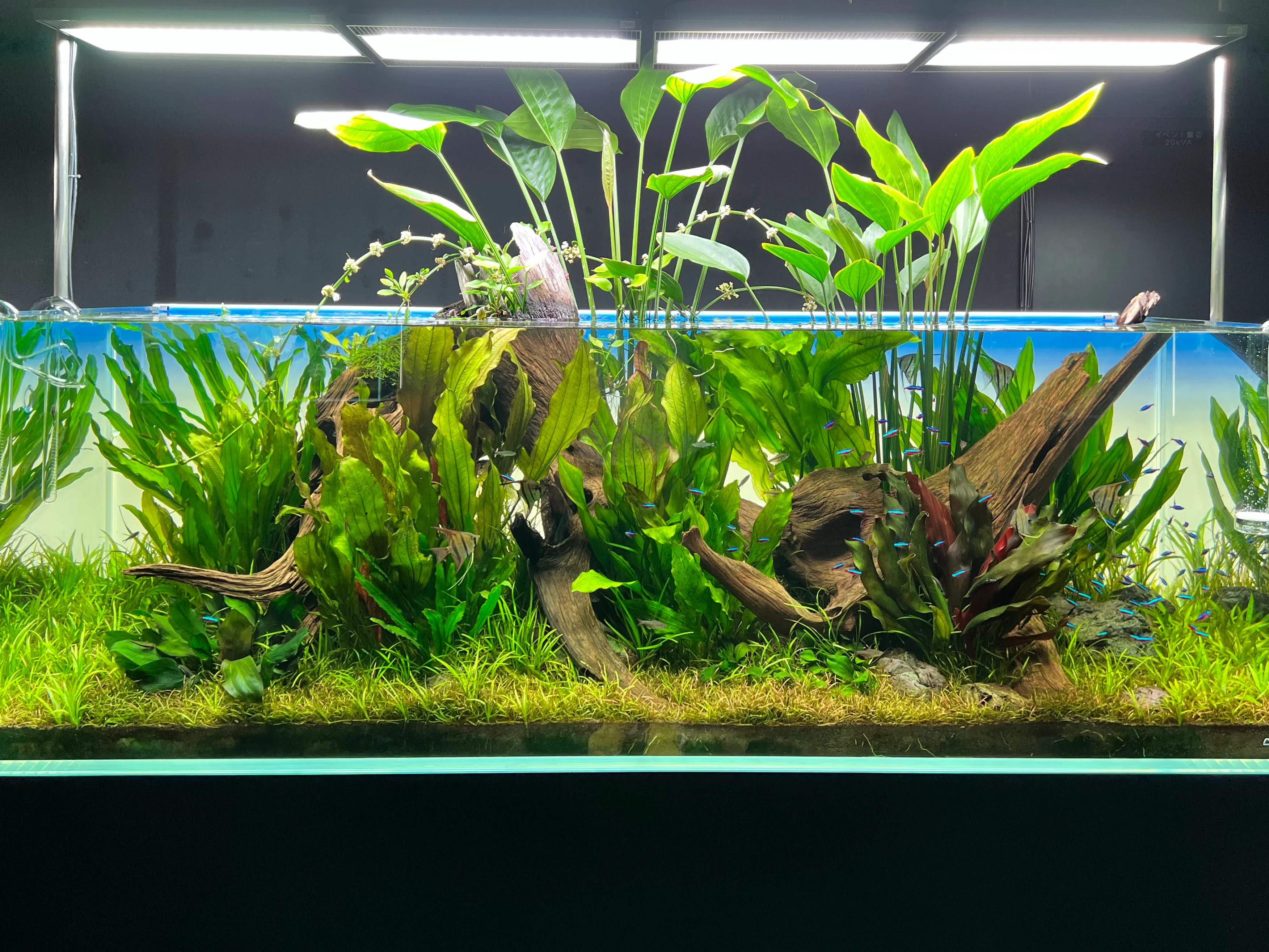 Aquarium Fish Close-up