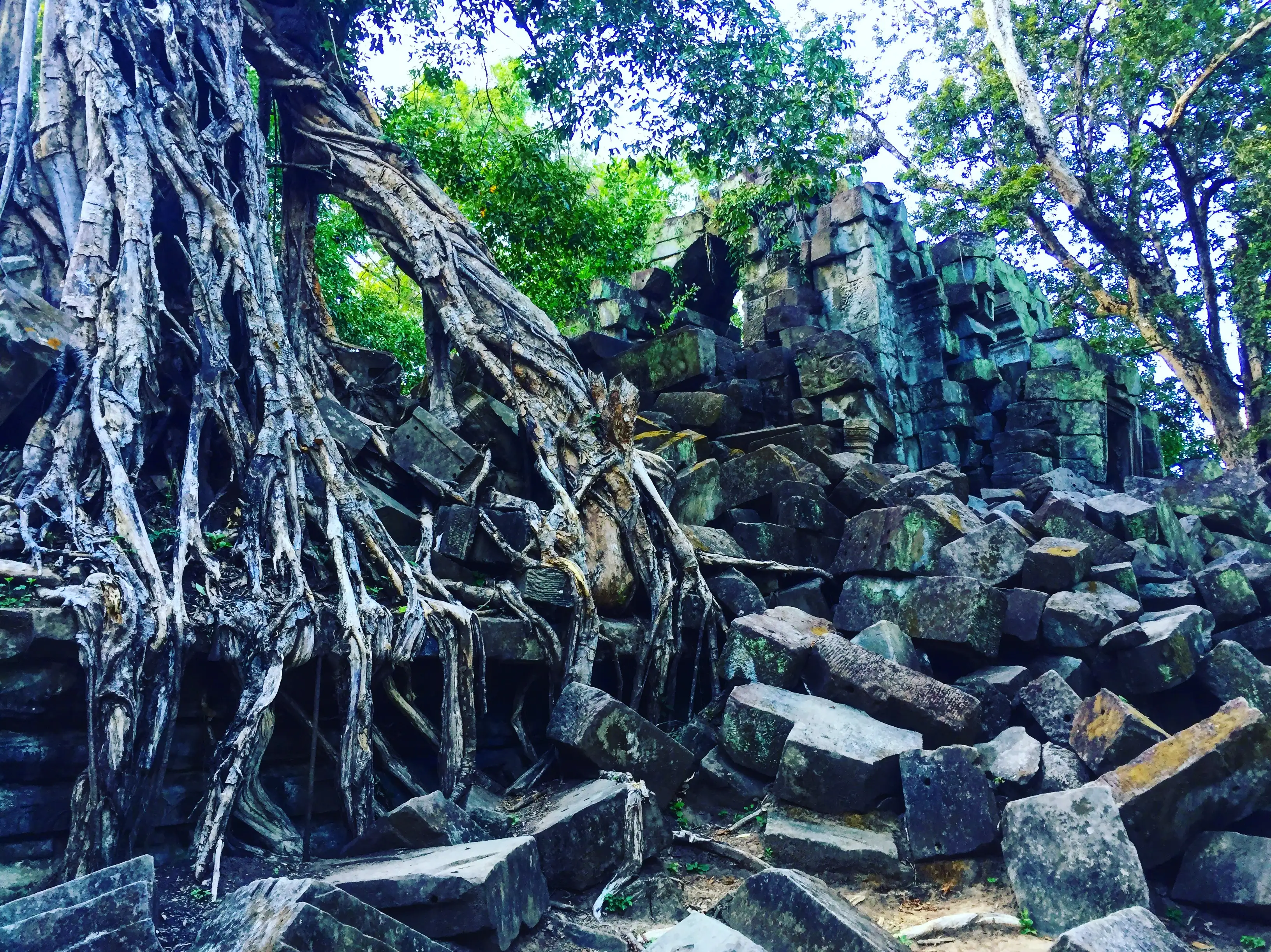 Trees of Ta Prohm