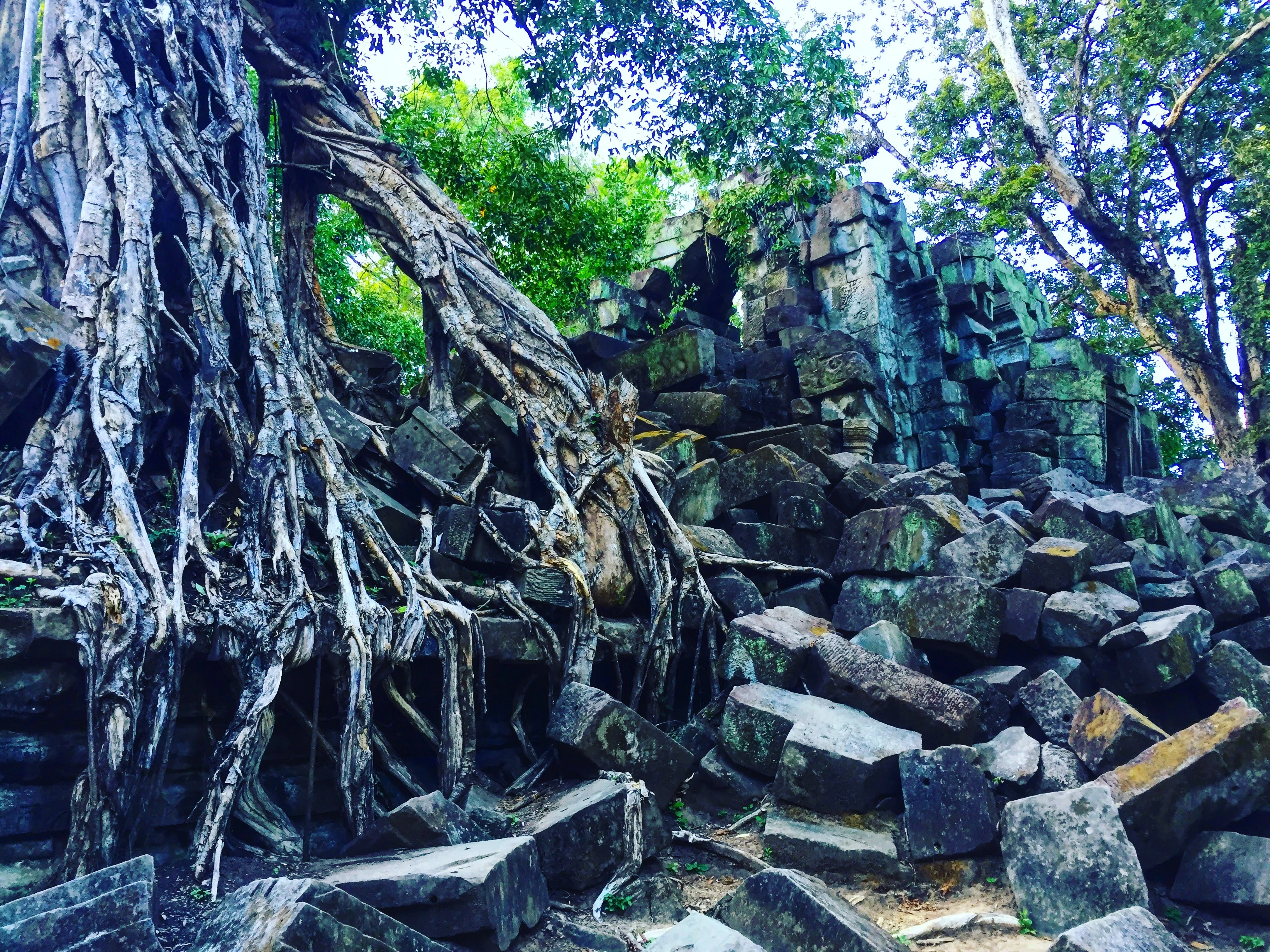 Trees of Ta Prohm