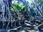 Trees of Ta Prohm
